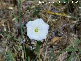 Correhuela - Convolvulus arvensis. Segura