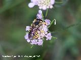 Avispa del bosque - Dolichovespula sylvestris. Segura