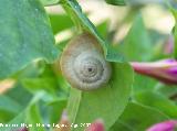 Caracol de dunas - Theba pisana. Los Villares