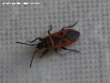 Chinche roja - Pyrrhocoris apterus. Los Villares