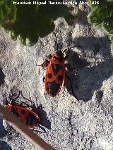 Chinche roja - Pyrrhocoris apterus. Cerro de Cao Quebrado - Jan