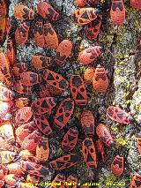 Larvas y adultas. Pantano del Guadalén - Vilches Chinche roja - Pyrrhocoris apterus. Larvas y adultas. Pantano del Guadalén - Vilches
