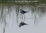 Pjaro Cigeuela - Himantopus himantopus. Santa Pola