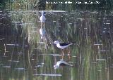 Pjaro Cigeuela - Himantopus himantopus. Santa Pola