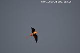 Pjaro Cigeuela - Himantopus himantopus. Navas de San Juan