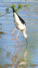 P�jaro Cig�e�uela - Himantopus himantopus. Laguna Dulce - Campillos