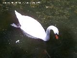 Pjaro Cisne - Cygnus olor. Crdoba