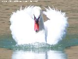 Pjaro Cisne - Cygnus olor. La Beata - Valdepeas