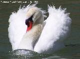 Pjaro Cisne - Cygnus olor. La Beata - Valdepeas