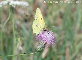 Mariposa Colia - Colias crocea. Segura