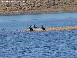 Pjaro Cormorn - Phalacrocorax carbo. Pantano del Guadaln - Vilches