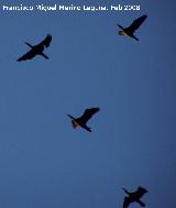 Pjaro Cormorn - Phalacrocorax carbo. Vlchez