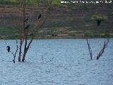 Pjaro Cormorn - Phalacrocorax carbo. Pantano de Giribaile - beda