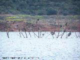 Pjaro Cormorn - Phalacrocorax carbo. Pantano de Giribaile - beda