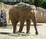 Elefante asitico - Elephas maximus. Crdoba