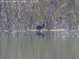 Pjaro Focha - Fulica atra. Laguna Grande - Baeza