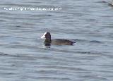 Pjaro Focha - Fulica atra. Santa Pola