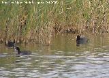 Pjaro Focha - Fulica atra. Tablas de Daimiel