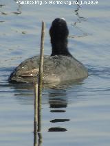 Pjaro Focha - Fulica atra. Laguna Dulce - Campillos