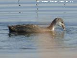 Pjaro Focha - Fulica atra. Pollo. Laguna Dulce - Campillos