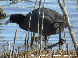 P�jaro Focha - Fulica atra. Laguna Dulce - Campillos