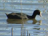 P�jaro Focha - Fulica atra. Laguna Dulce - Campillos