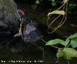 Galpago de Florida - Trachemys scripta. Granada