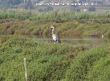 Pjaro Garza real - Ardea cinerea. Santa Pola