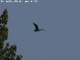 Pjaro Garza real - Ardea cinerea. Laguna Grande - Baeza