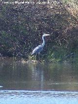 Pjaro Garza real - Ardea cinerea. Laguna La Charca - Baeza