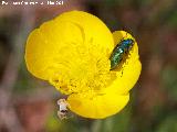 Rannculo spicatus - Ranunculus spicatus. 