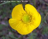 Rannculo spicatus - Ranunculus spicatus. Pitillos - Valdepeas