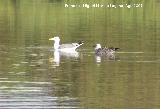 Pjaro Gaviota patiamarilla - Larus cachinnans. Gaviota adulta (derecha) y otra joven (izquierda).<br>Santa Pola.