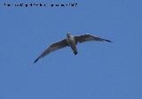 Pjaro Gaviota patiamarilla - Larus cachinnans. Santa Pola