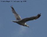 Pjaro Gaviota patiamarilla - Larus cachinnans. Santa Pola