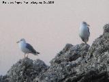 Pjaro Gaviota patiamarilla - Larus cachinnans. Nerja