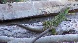Lagarto ocelado - Lacerta lepida. Segura