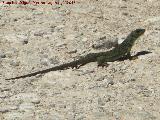 Lagarto ocelado - Lacerta lepida. Caada de las Fuentes - Quesada