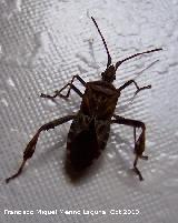 Chinche Leptoglossus occidentalis - Leptoglossus occidentalis. Los Villares