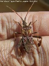 Chinche Leptoglossus occidentalis - Leptoglossus occidentalis. Los Villares