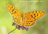 Mariposa lunares de Plata - Mesoacidalia aglaja. Segura