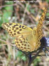 Mariposa lunares de Plata - Mesoacidalia aglaja. Prado Maguillo - Santiago Pontones