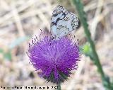 Mariposa Melanargia lachesis - Melanargia lachesis. Segura