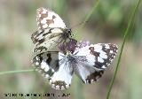 Mariposa Melanargia lachesis - Melanargia lachesis. Segura