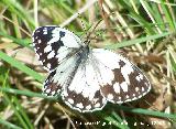 Mariposa Melanargia lachesis - Melanargia lachesis. Segura