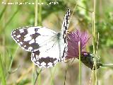 Mariposa Melanargia lachesis - Melanargia lachesis. Segura