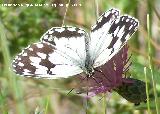 Mariposa Melanargia lachesis - Melanargia lachesis. Segura