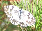 Mariposa Melanargia lachesis - Melanargia lachesis. Los Anchos - Santiago Pontones