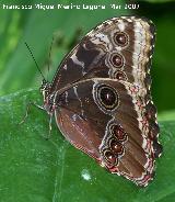 Mariposa Morfo - Morpho peleides. Granada