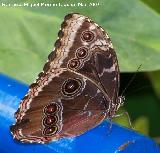 Mariposa Morfo - Morpho peleides. Granada